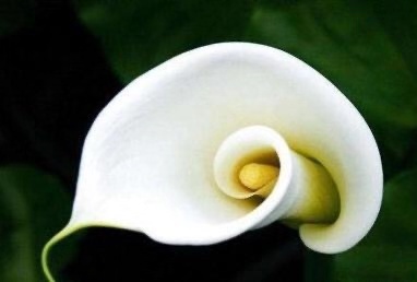 国产马蹄莲盆栽夏天怎么养护,马蹄莲花期施什么肥好养护它呢