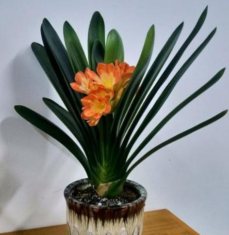 这5种花再好看也别乱养,1月份最好养好看的5种花