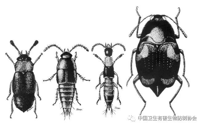 真相来了！食品厂封闭的洁净生产车间为什么会常出现隐翅虫？