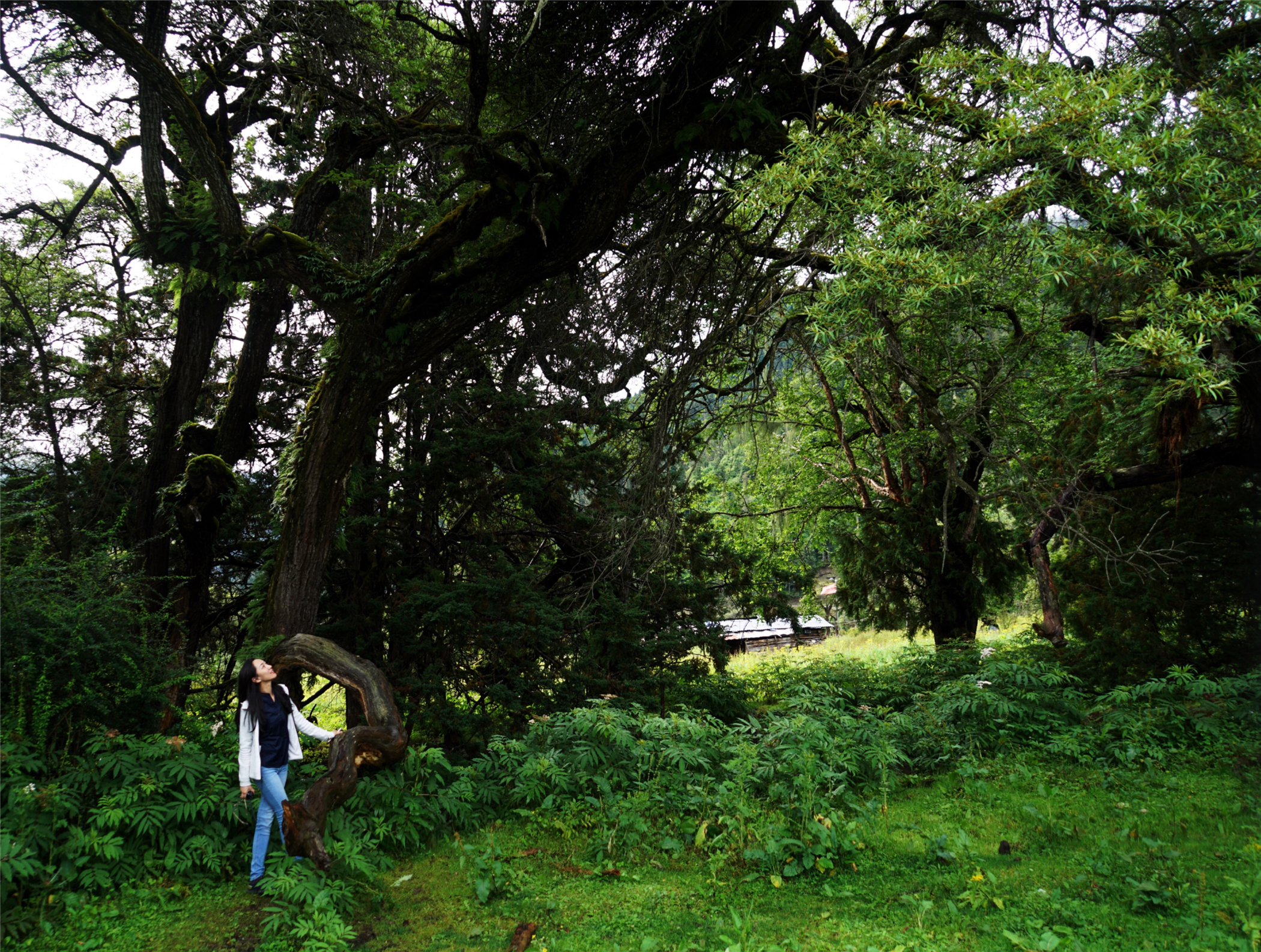 西藏林芝原始森林海拔多高,世界海拔最高原始森林