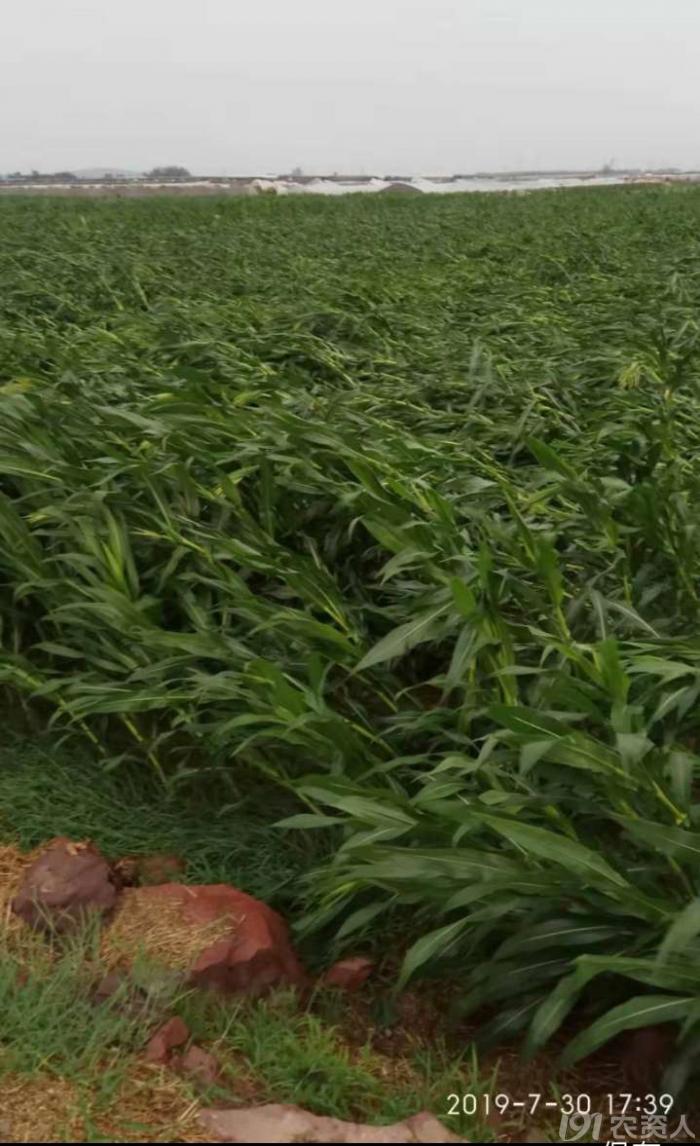 河南适合种植高产玉米,玉米高产高效种植技术