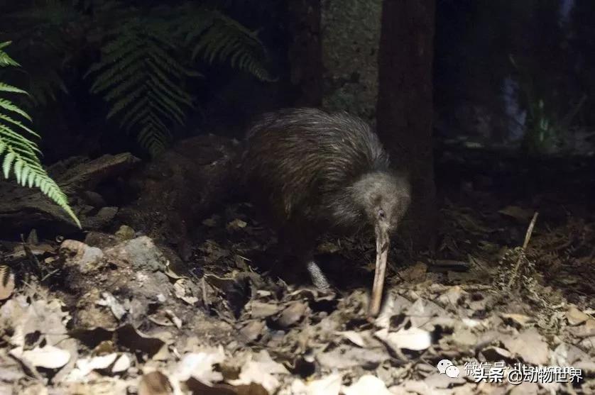 奇异鸟的样子,奇异鸟在哪里