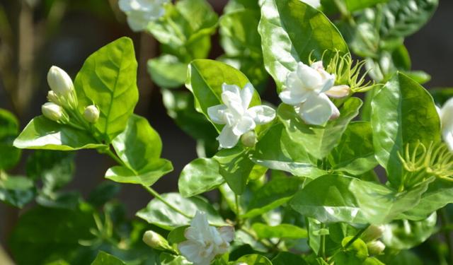 精致家居好物I6款居家香薰精油你最pick哪个味道！