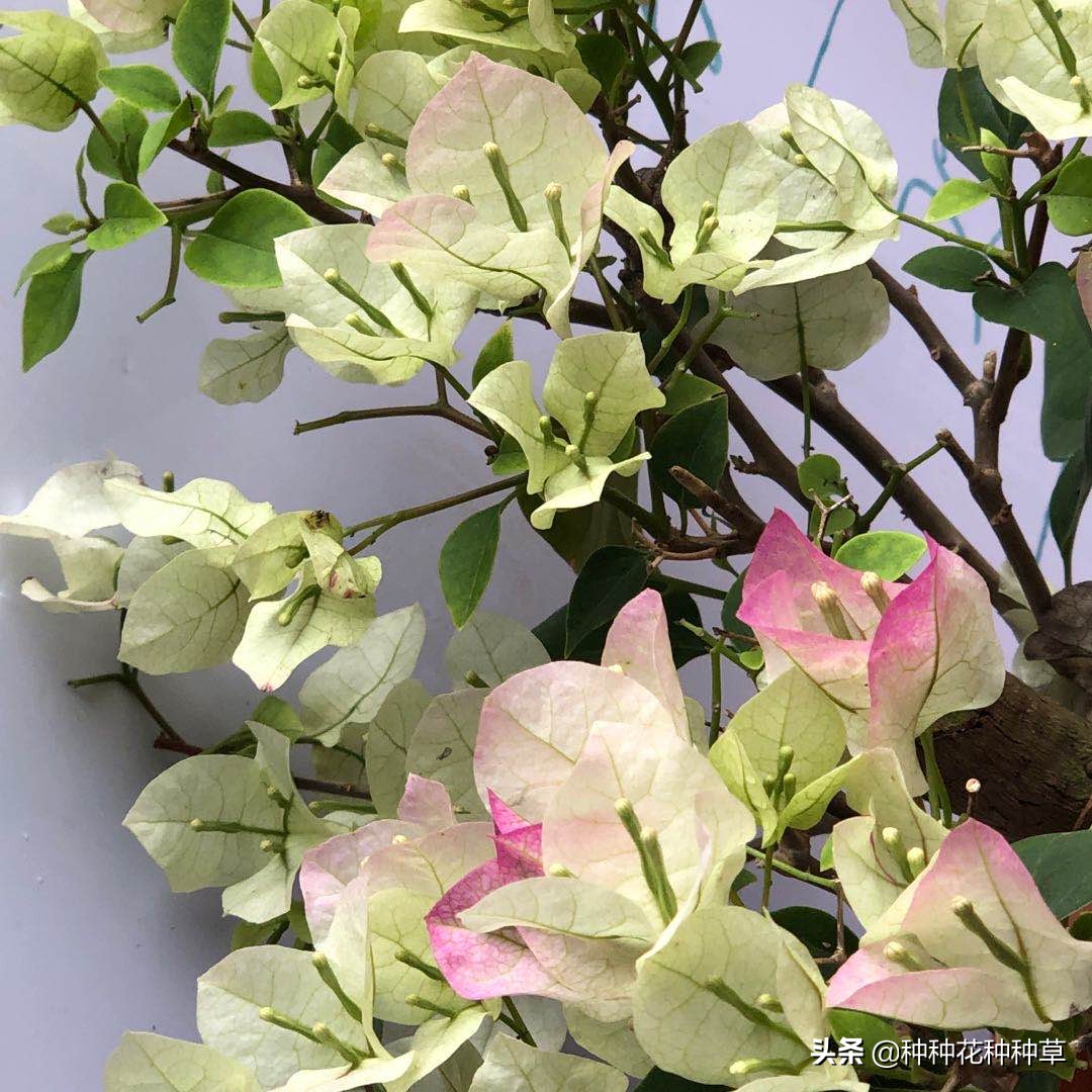 三角梅的花期是几月份至几月份,中国红三角梅花期长久吗