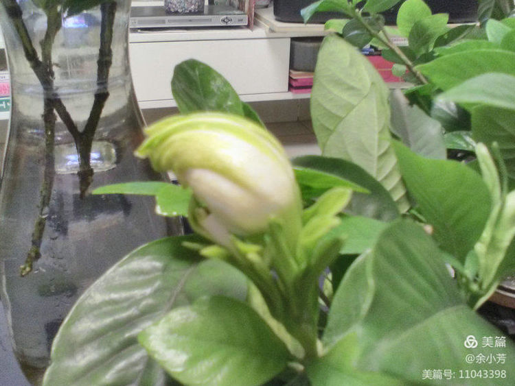 栀子花开歌曲歌词,栀子花开歌曲完整版