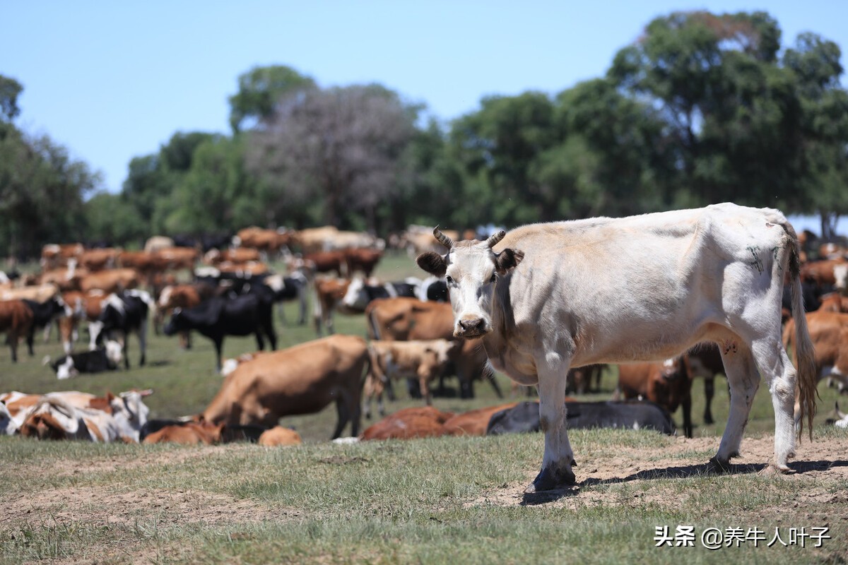 投资6万养羊还是养牛赚钱呢,养牛赚钱吗养200头牛一年能挣10万