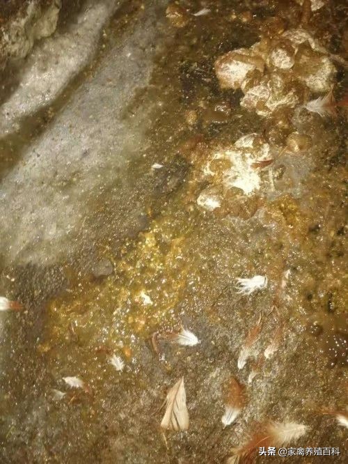 蛋鸡易发病的诊治,蛋鸡霉菌的种类