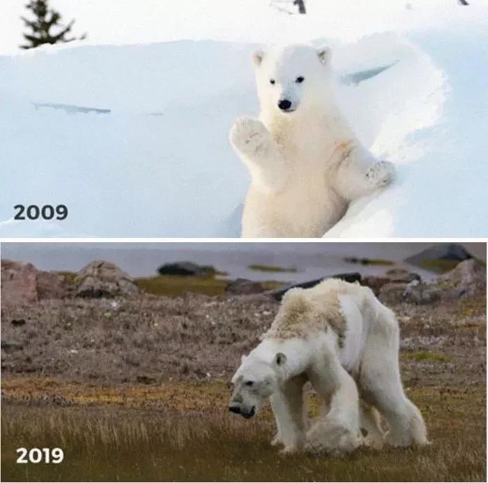 地球妈妈生病了故事,地球变暖冰川融化企鹅