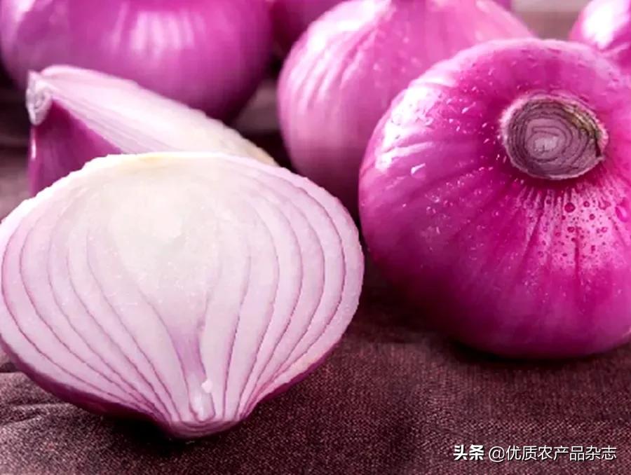 种全国、卖全球,仁兆洋葱让“小洋葱”打开“大世界”