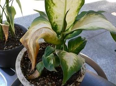 怎么防止植物被晒伤,植物晒伤用什么药