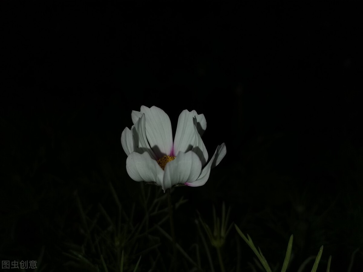 歌曲暗香沙宝亮,精彩音乐汇暗香沙宝亮