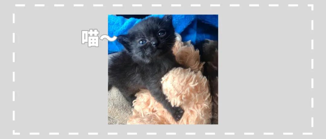 流浪猫遇到被遗弃的玩具熊,宠物猫被遗弃有野外生存能力吗