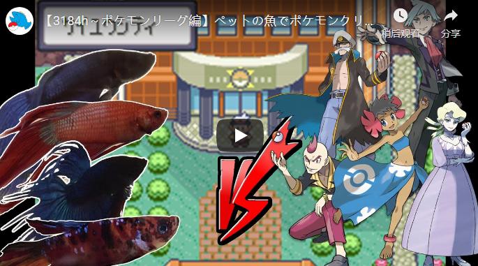 宝可梦探险寻宝如何卡bug,4条鱼通关宝可梦