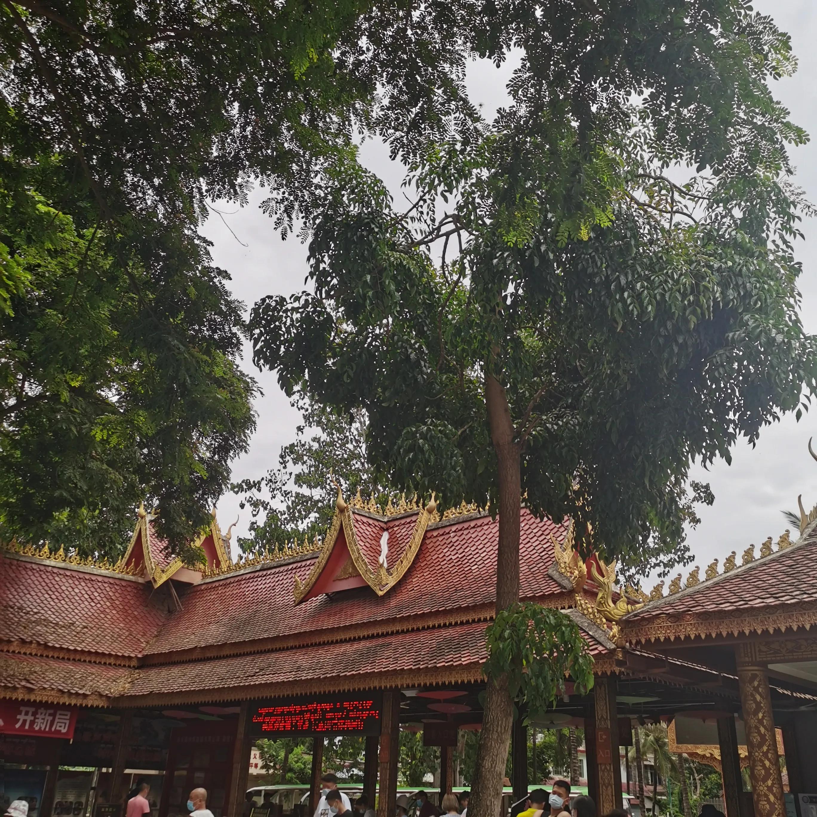 西双版纳曼远村游,西双版纳自由行一天攻略傣族园