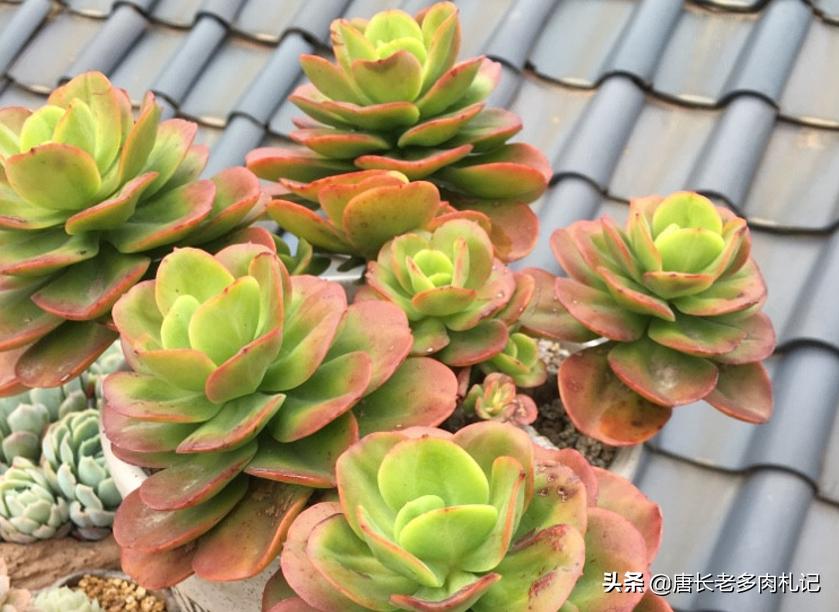 多肉红梅烂根怎么处理,多肉红梅徒长了怎么办