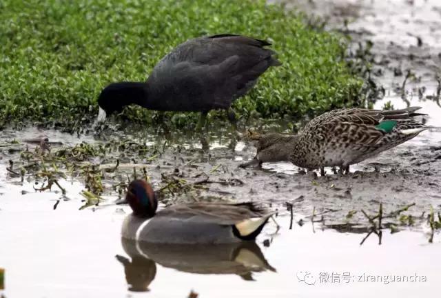 美洲有几种猛禽,美洲三大动物