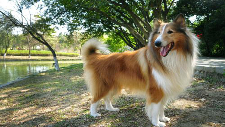 苏牧购买,哪里可以买到正宗的苏牧