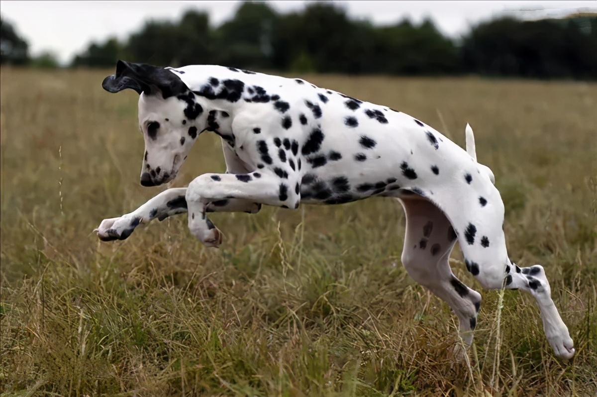 101斑点狗中哪些是亲生的狗狗,101斑点狗中涉及到的狗