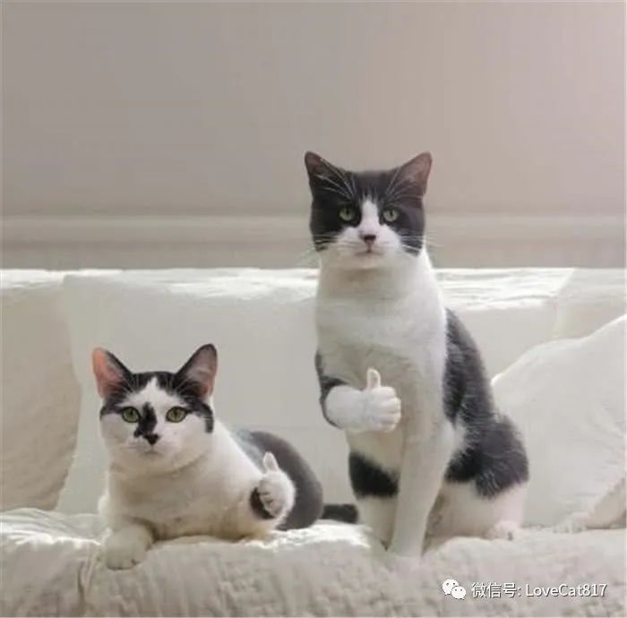 猫咪中暑症状和解救方法,猫咪中暑会死吗