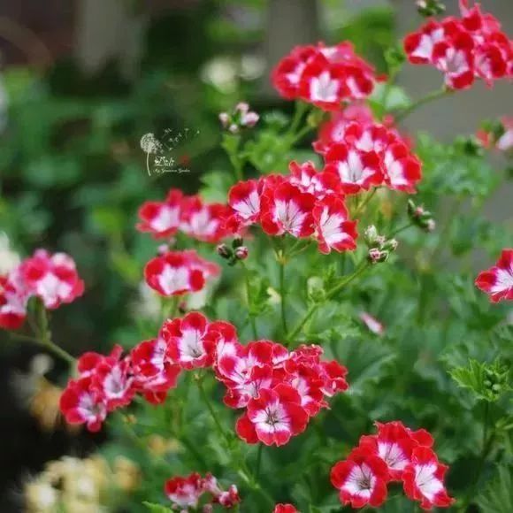 看到花的时候,不知是什么花?那就收下这份百花图谱