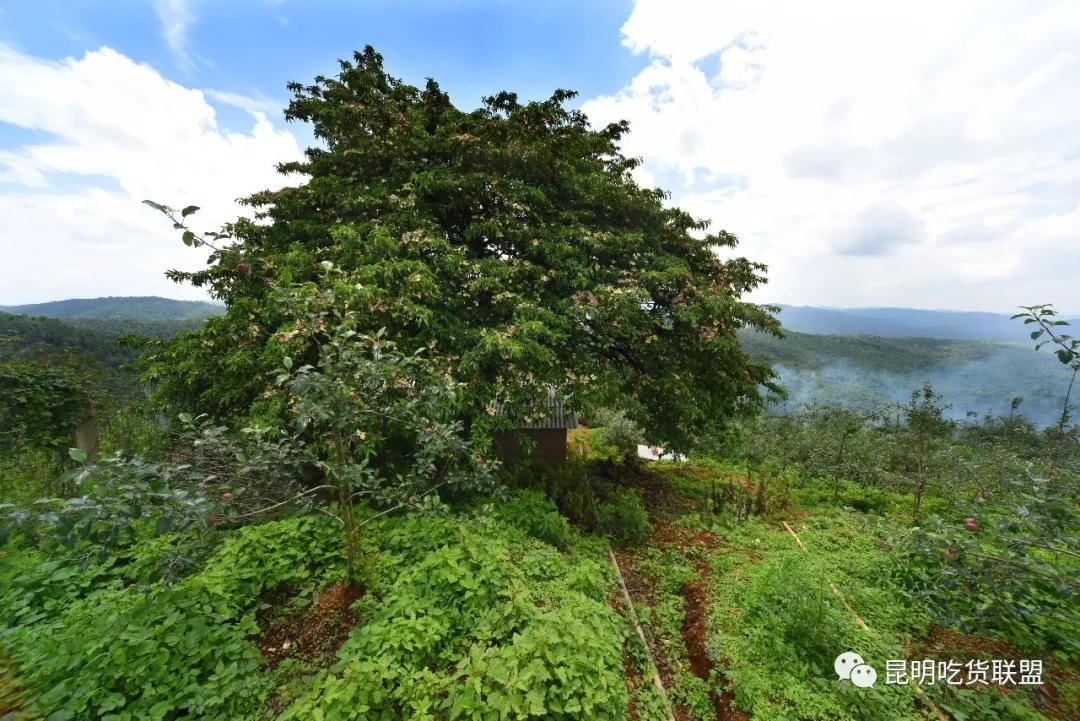 自驾29分钟到，昆明边大片红将军成熟可摘，1口糖心甜蜜又多汁