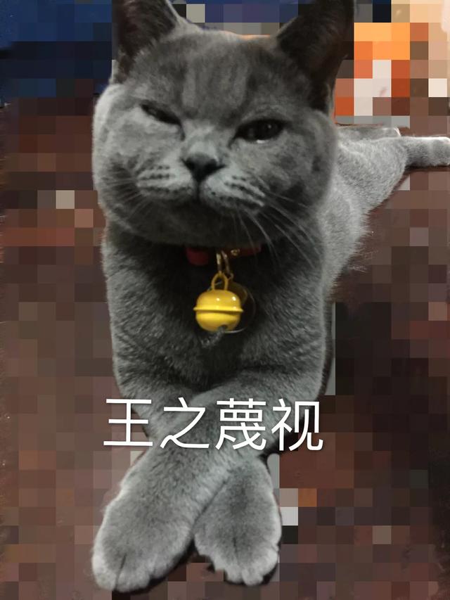 猫咪结膜炎猫鼻支会传染人吗,猫咪得了结膜炎不爱活动没精神