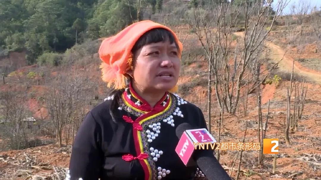 香椿萝卜条,香椿芽蒜薹