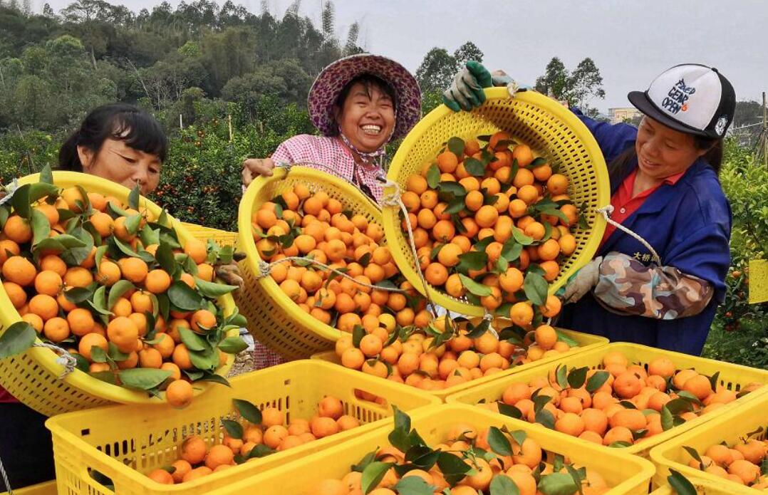 砂糖橘掉色,砂糖橘掉色吃了有事吗