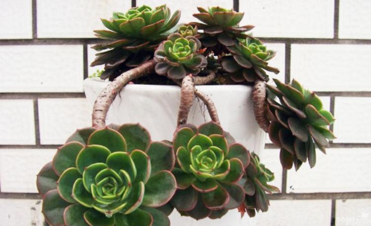 多肉玉蝶摊大饼还能变回来吗,玉蝶摊大饼还有救吗