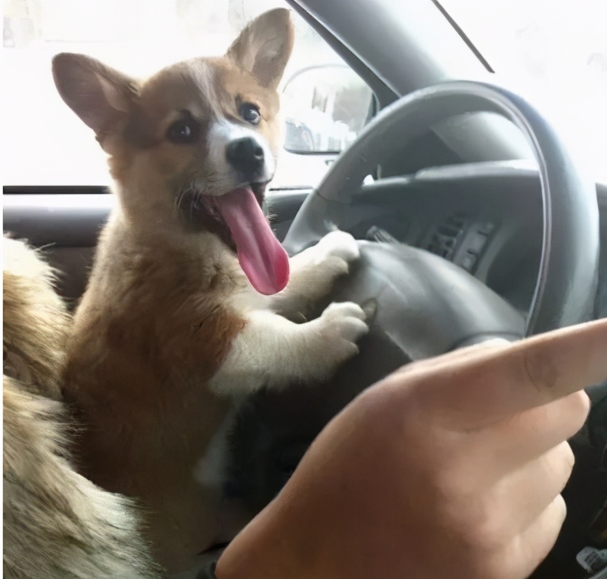 当你养了柯基时,等于拥有了挖掘基、战斗基、老司基等8只基