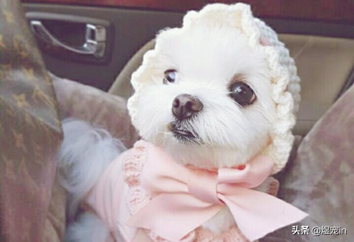 家里的狗狗拉肚子了怎么办,狗狗积食得了细小怎么办