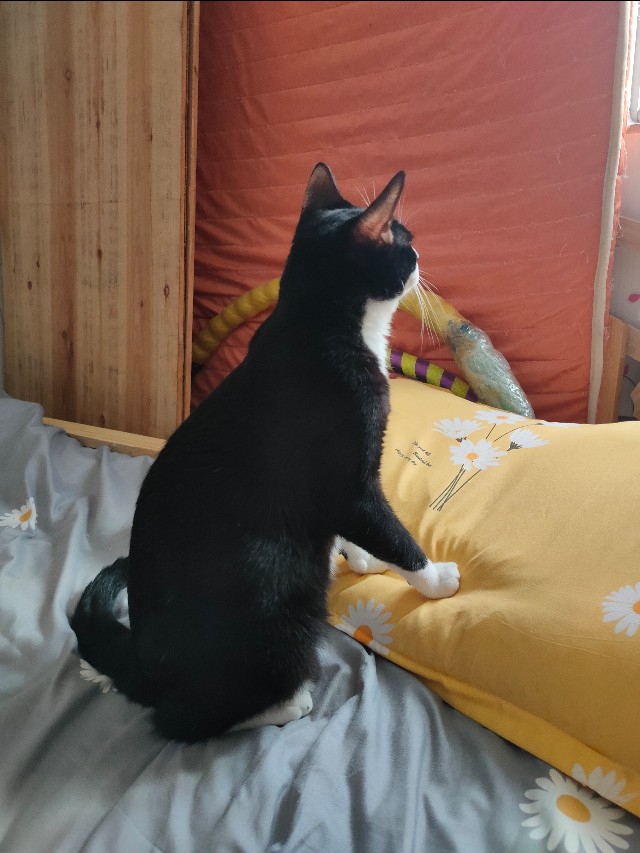 猫咪生病怎么办最有效的方法,问一下猫咪如果生病了该怎么办