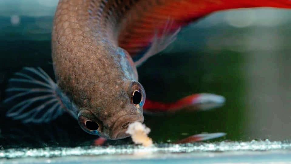 泰国斗鱼繁殖需要喂食吗,泰国斗鱼鱼苗多久可以开口喂食