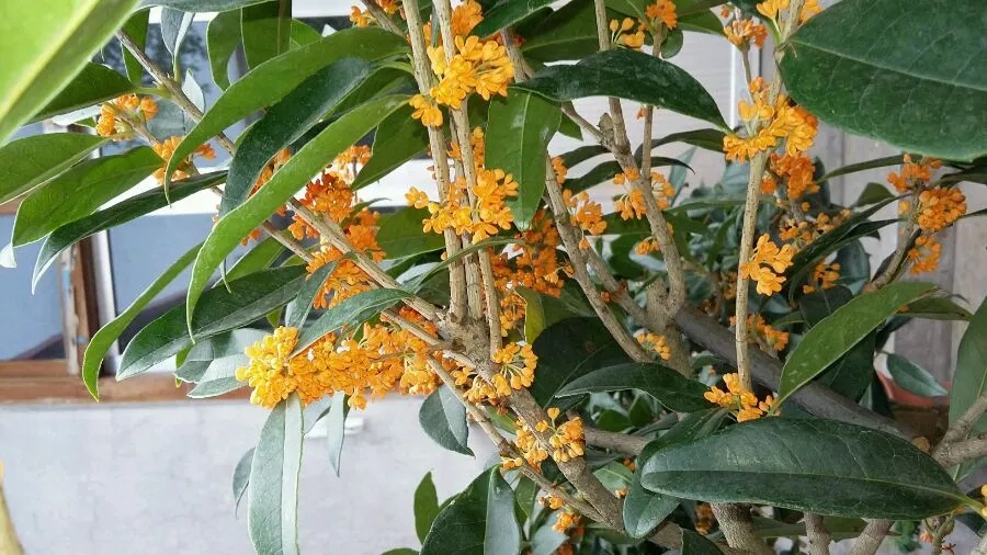 桂花怎样管理开花早,桂花不开花要剪枝吗