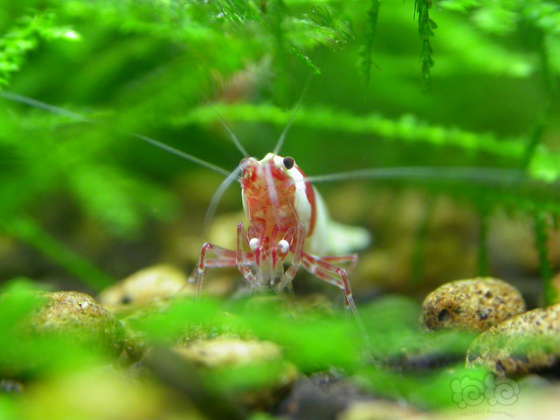 鱼缸水晶虾怎么养,水族箱如何养红白水晶虾