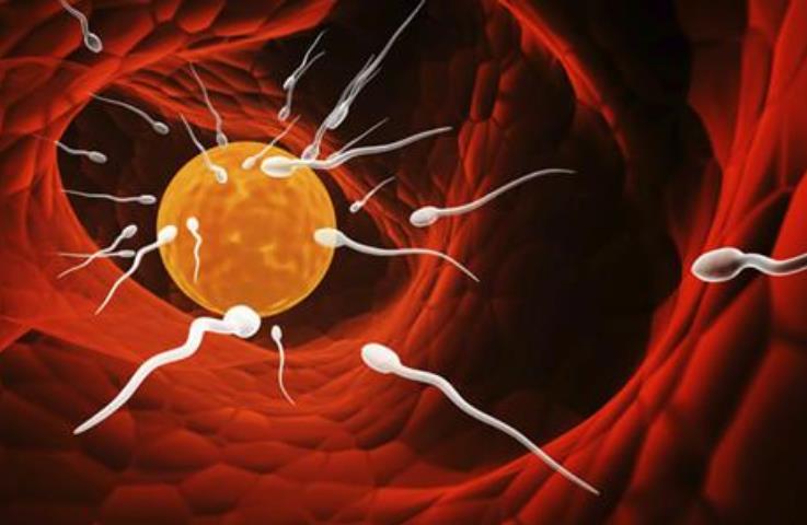 备孕期倒立可以助孕吗,倒立有助于怀孕