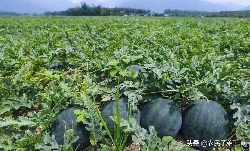 种的西瓜不结果怎么办,西瓜怎么样才能增甜膨果快