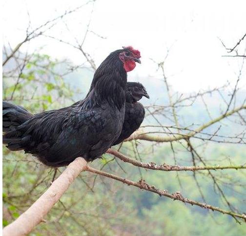 经济动物怎么饲养,饲养哪些动物可以赚钱