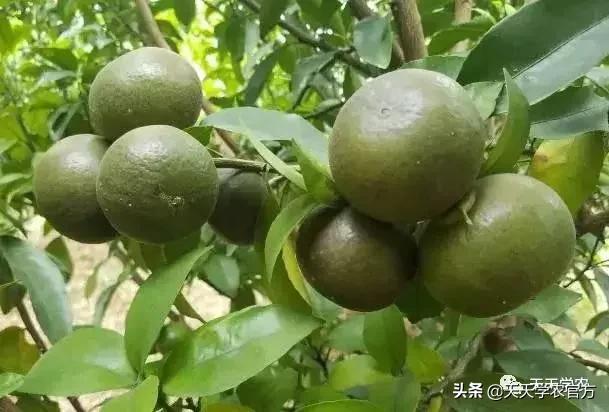 锈壁虱和红蜘蛛药一起可以打吗,杀红蜘蛛的药都可以杀锈壁虱吗