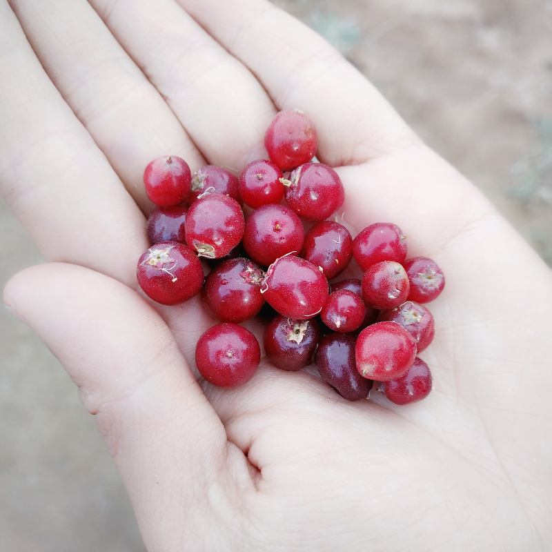 新疆喀什游玩与饮食,新疆喀什旅游去哪买特产
