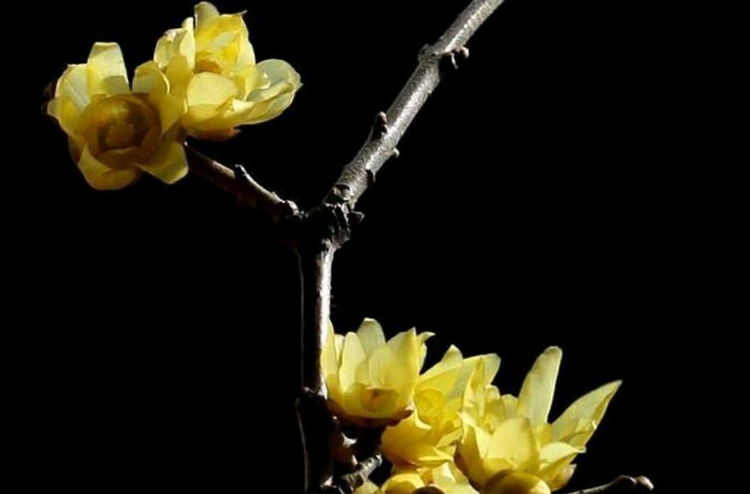 傲雪凌霜的腊梅正在绽放,傲立寒冬的腊梅