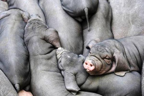 太湖母猪仔长得快吗,太湖二代小母猪价格