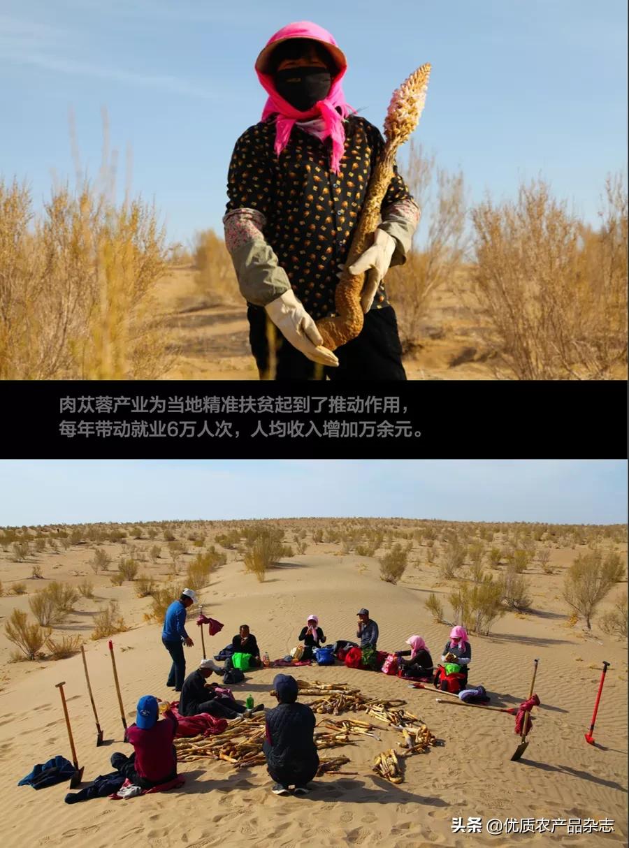 沙漠植物药用价值,沙漠濒危药用植物