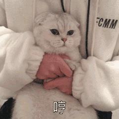 猫咪爱磨脚怎么回事,为啥猫咪爱挠沙发