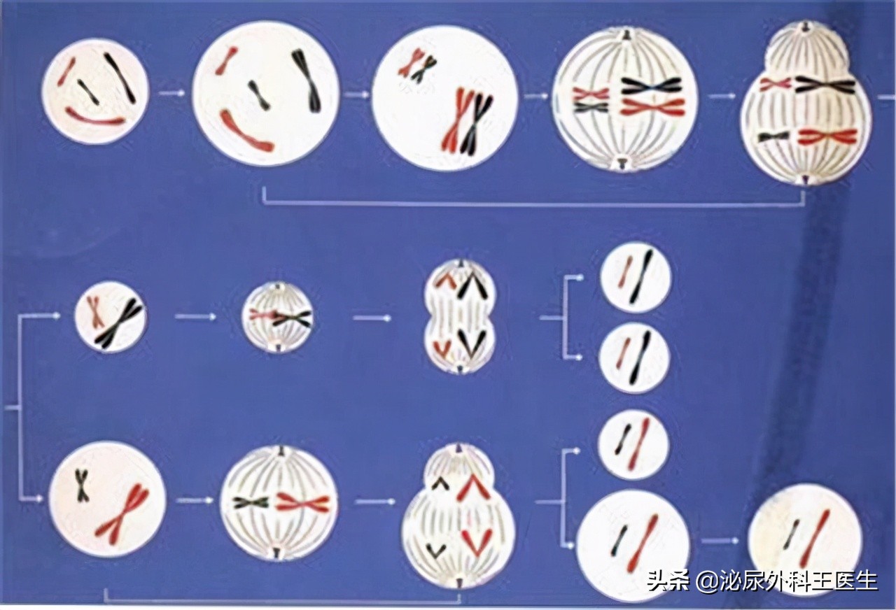 男性一生中能有多少精子,男性一生最多产生多少精子