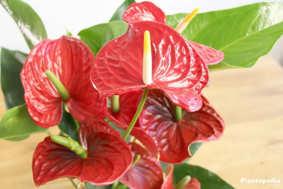 红掌开始黄叶怎样保护,红掌养久了不长