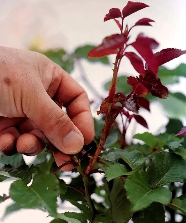 玫瑰月季怎么爆盆,玫瑰怎样爆侧芽