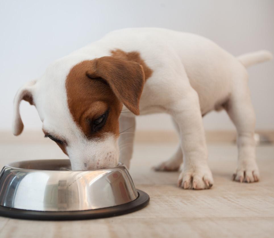 狗狗不长肉怎么回事,心疼狗狗是什么心理