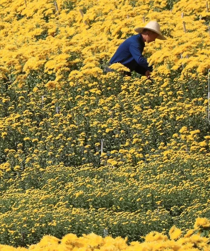 平顶山市绿色企业联盟“争做优秀绿盟人”主题征文活动(作品)选