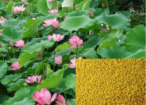 荷花粉是硬的吗,荷花真假鉴别硬盒